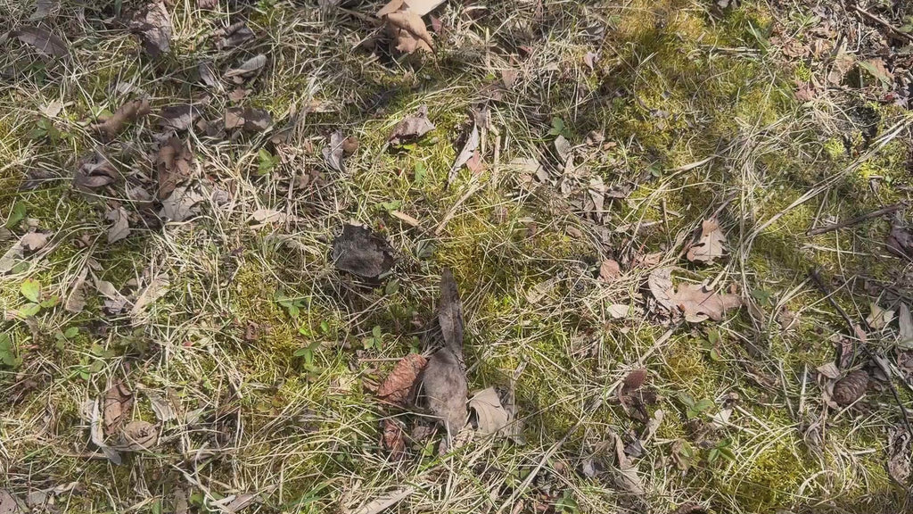 Dino Puzzles in the forest